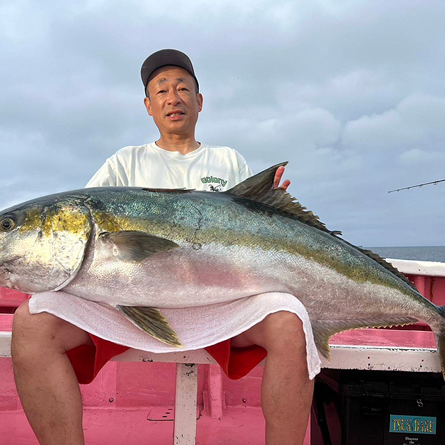 �q���}�T�F33.1kg